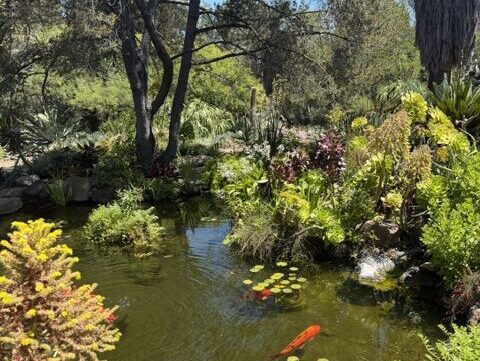 ruth bancroft gardens walnut creek ca